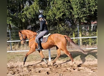 Warmblood polaco, Caballo castrado, 7 años, 162 cm, Alazán