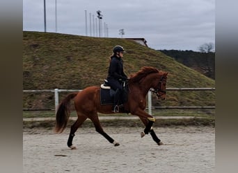 Warmblood polaco, Caballo castrado, 7 años, 162 cm, Alazán