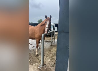 Warmblood polaco, Caballo castrado, 7 años, 165 cm, Alazán