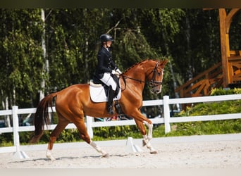 Warmblood polaco, Caballo castrado, 7 años, 167 cm, Alazán