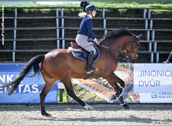 Warmblood polaco, Caballo castrado, 7 años, 167 cm, Castaño rojizo