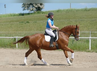 Warmblood polaco, Caballo castrado, 7 años, 168 cm, Alazán