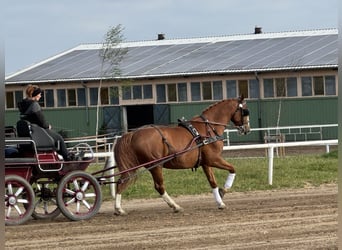 Warmblood polaco, Caballo castrado, 7 años, 168 cm, Alazán