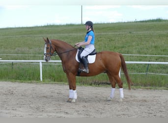 Warmblood polaco, Caballo castrado, 7 años, 168 cm, Alazán