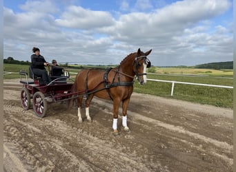 Warmblood polaco, Caballo castrado, 7 años, 168 cm, Alazán