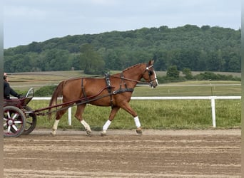 Warmblood polaco, Caballo castrado, 7 años, 168 cm, Alazán