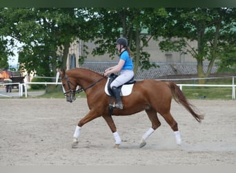 Warmblood polaco, Caballo castrado, 7 años, 168 cm, Alazán