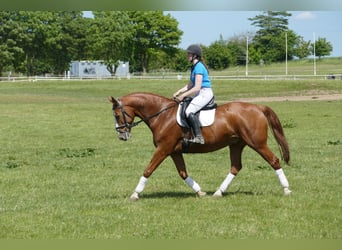 Warmblood polaco, Caballo castrado, 7 años, 168 cm, Alazán