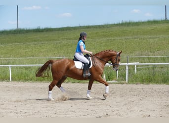 Warmblood polaco, Caballo castrado, 7 años, 168 cm, Alazán