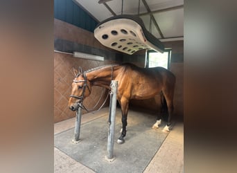 Warmblood polaco, Caballo castrado, 7 años, 168 cm, Castaño