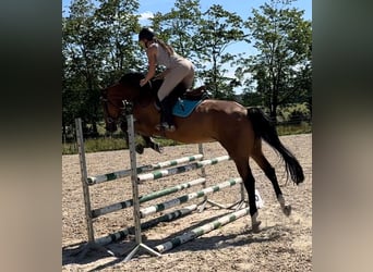Warmblood polaco, Caballo castrado, 7 años, 168 cm, Castaño