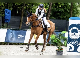 Warmblood polaco, Caballo castrado, 7 años, 169 cm, Alazán