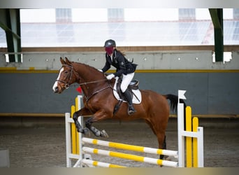 Warmblood polaco, Caballo castrado, 7 años, 172 cm, Castaño