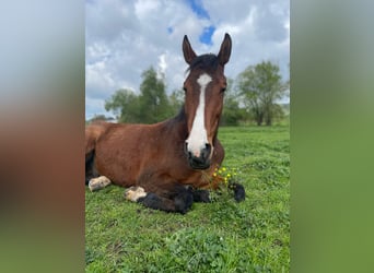 Warmblood polaco, Caballo castrado, 7 años, 172 cm, Castaño