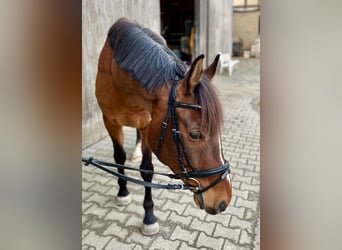 Warmblood polaco, Caballo castrado, 8 años, 160 cm, Castaño