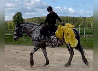 Warmblood polaco, Caballo castrado, 8 años, 162 cm, Atigrado/Moteado