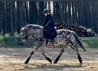 Warmblood polaco, Caballo castrado, 8 años, 162 cm, Atigrado/Moteado