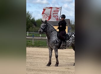 Warmblood polaco, Caballo castrado, 8 años, 162 cm, Atigrado/Moteado