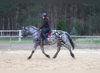 Warmblood polaco, Caballo castrado, 8 años, 162 cm, Atigrado/Moteado