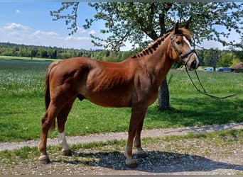 Warmblood polaco, Caballo castrado, 8 años, 165 cm, Alazán