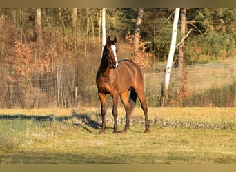 Warmblood polaco, Caballo castrado, 8 años, 168 cm