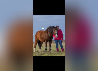 Warmblood polaco, Caballo castrado, 9 años, 158 cm, Castaño