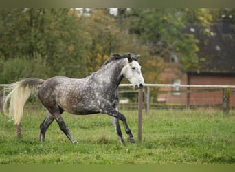 Warmblood polaco, Caballo castrado, 9 años, 160 cm, Tordo rodado