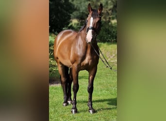 Warmblood polaco, Caballo castrado, 9 años, 168 cm, Castaño