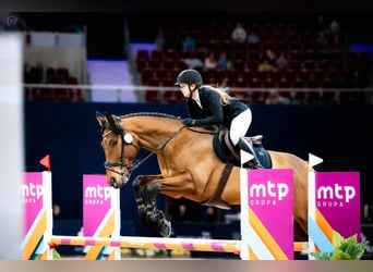 Warmblood polaco, Caballo castrado, 9 años, 170 cm, Castaño rojizo