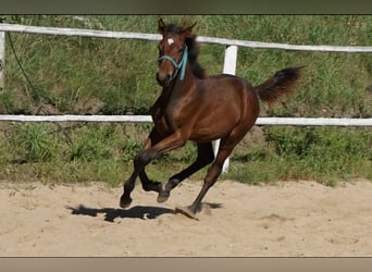 Warmblood polaco, Semental, 2 años, 154 cm, Castaño claro