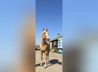 Warmblood polaco, Semental, 2 años, 167 cm, Palomino