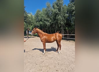 Warmblood polaco, Semental, 4 años, 163 cm, Alazán