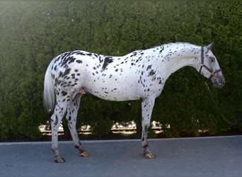 Warmblood polaco, Semental, 4 años, 164 cm, Atigrado/Moteado