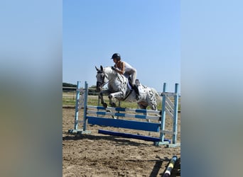 Warmblood polaco, Semental, 4 años, 164 cm, Atigrado/Moteado