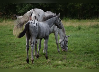 Warmblood polaco, Semental, Potro (03/2024), 165 cm, Atigrado/Moteado