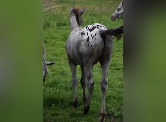 Warmblood polaco, Semental, Potro (03/2024), 165 cm, Atigrado/Moteado