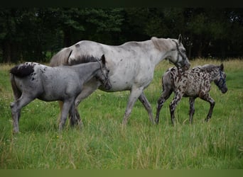 Warmblood polaco, Semental, Potro (03/2024), 165 cm, Atigrado/Moteado