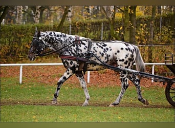 Warmblood polaco Mestizo, Semental, Potro (04/2023), 165 cm, Pío