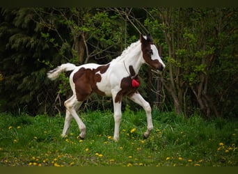 Warmblood polaco Mestizo, Semental, Potro (04/2023), 165 cm, Pío