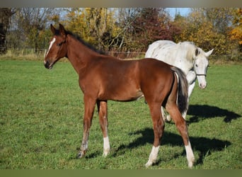 Warmblood polaco, Semental, Potro (04/2023), 170 cm, Castaño