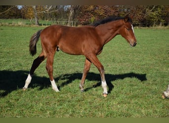 Warmblood polaco, Semental, Potro (04/2023), 170 cm, Castaño