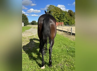 Warmblood polaco, Yegua, 10 años, 168 cm, Castaño oscuro