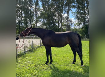 Warmblood polaco, Yegua, 10 años, 168 cm, Castaño oscuro