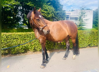 Warmblood polaco, Yegua, 11 años, 150 cm, Castaño