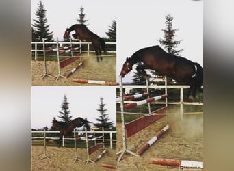 Warmblood polaco, Yegua, 11 años, 168 cm, Castaño oscuro