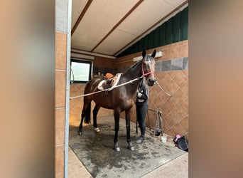 Warmblood polaco, Yegua, 11 años, 168 cm, Castaño oscuro