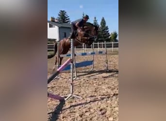 Warmblood polaco, Yegua, 12 años, 165 cm, Castaño