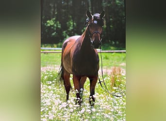 Warmblood polaco, Yegua, 12 años, 165 cm, Castaño