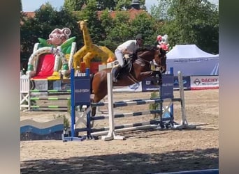 Warmblood polaco, Yegua, 12 años, 165 cm, Castaño