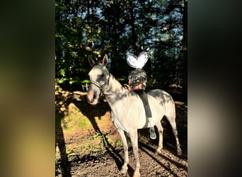 Warmblood polaco, Yegua, 13 años, 158 cm, Tordo rodado